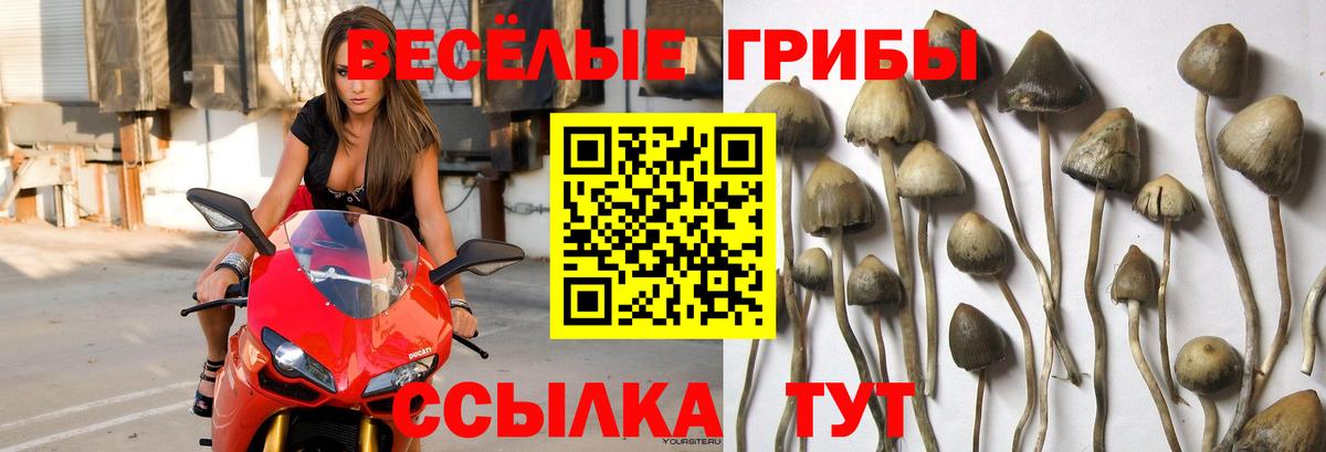 дарнет шоп  Галлюциногенные грибы мухоморы  Вход с VPN  Губаха 