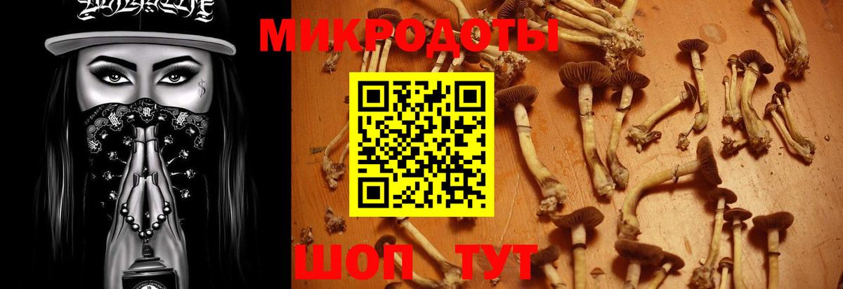 Псилоцибиновые грибы Psilocybine cubensis Губаха
